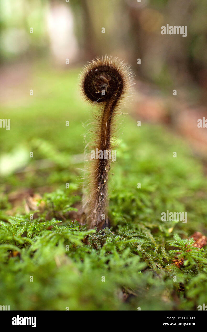 Koru, junge Farn wächst auf moosigem Waldboden, Südinsel, Neuseeland Stockfoto