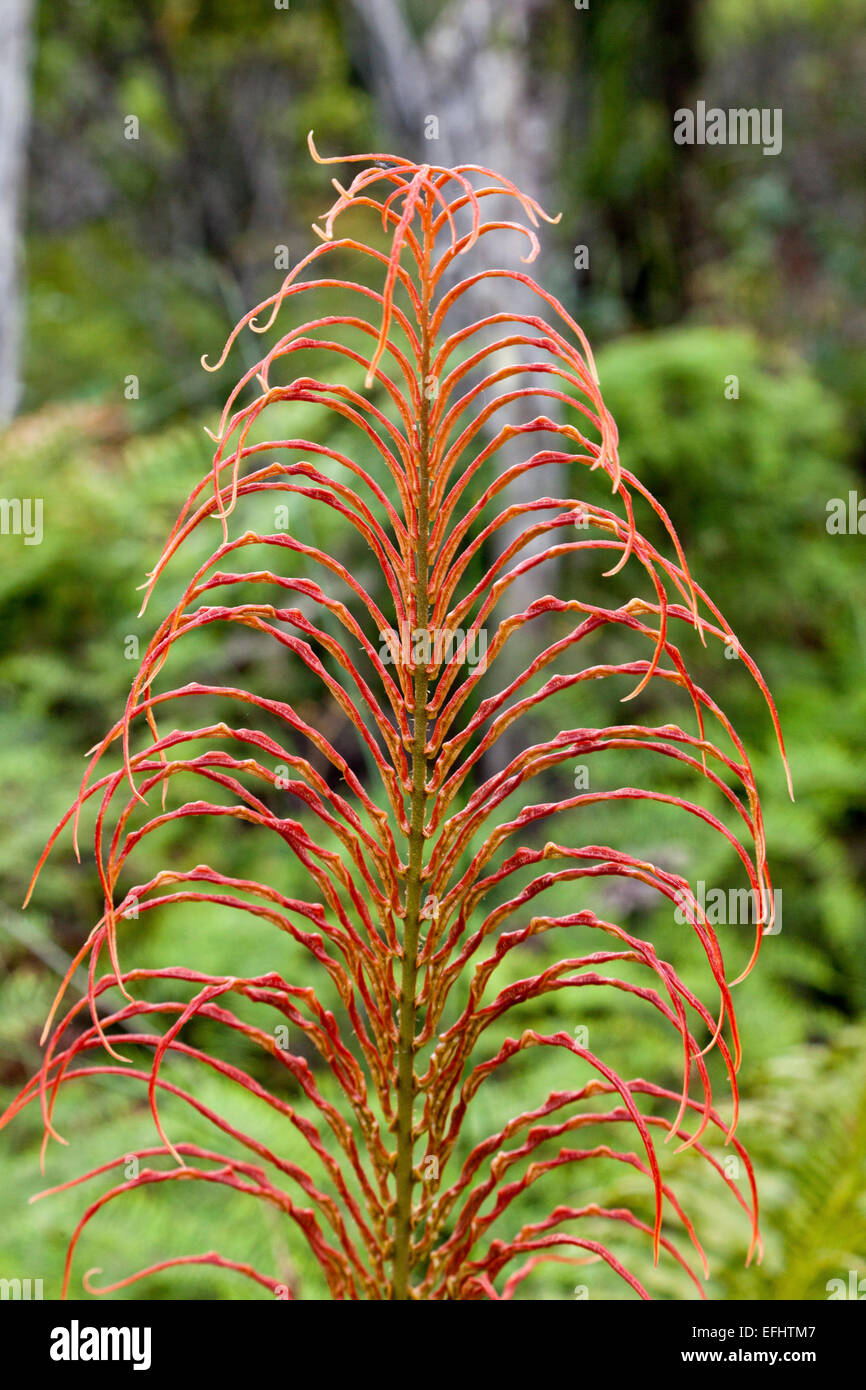 Roter farn -Fotos und -Bildmaterial in hoher Auflsung  Alamy