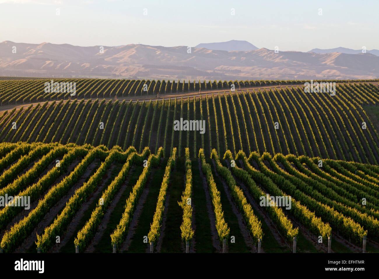 Reihen von Reben und Weinberge aus dem Yealands Nachlass, Weingut im Awatere-Tal, Südinsel, Neuseeland Stockfoto