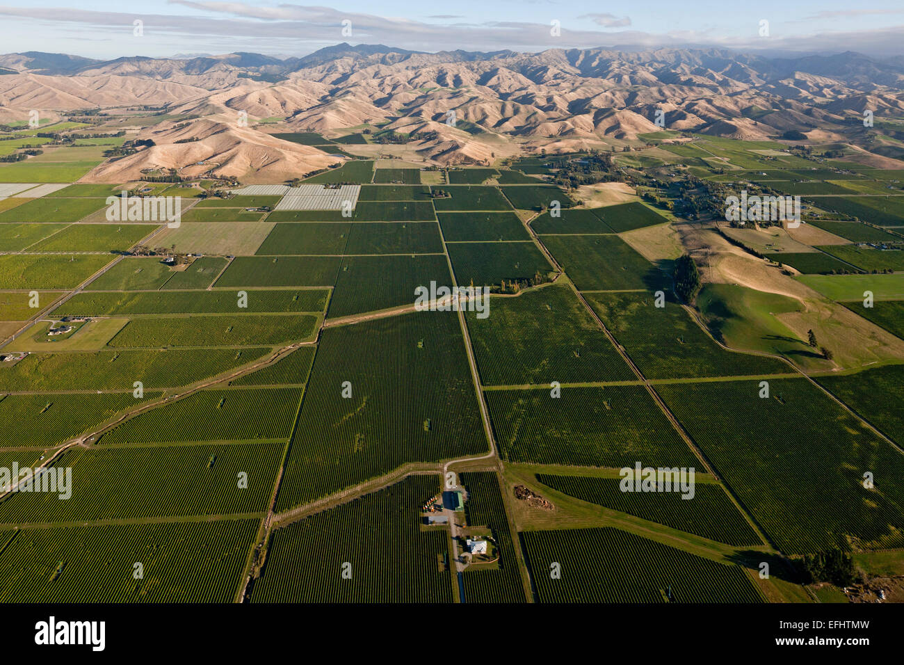 Luftaufnahme der Weinberge im Tal des Wairau, Marlborough Anbaugebiet, Blenheim, Marlborough, Südinsel, Neuseeland Stockfoto