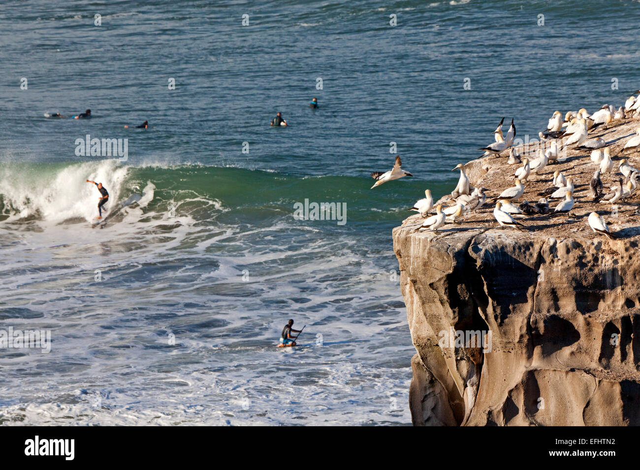 Surfer in der Nähe der Muriwai Tölpel Kolonie, Muriwai, Nordinsel, Neuseeland Stockfoto