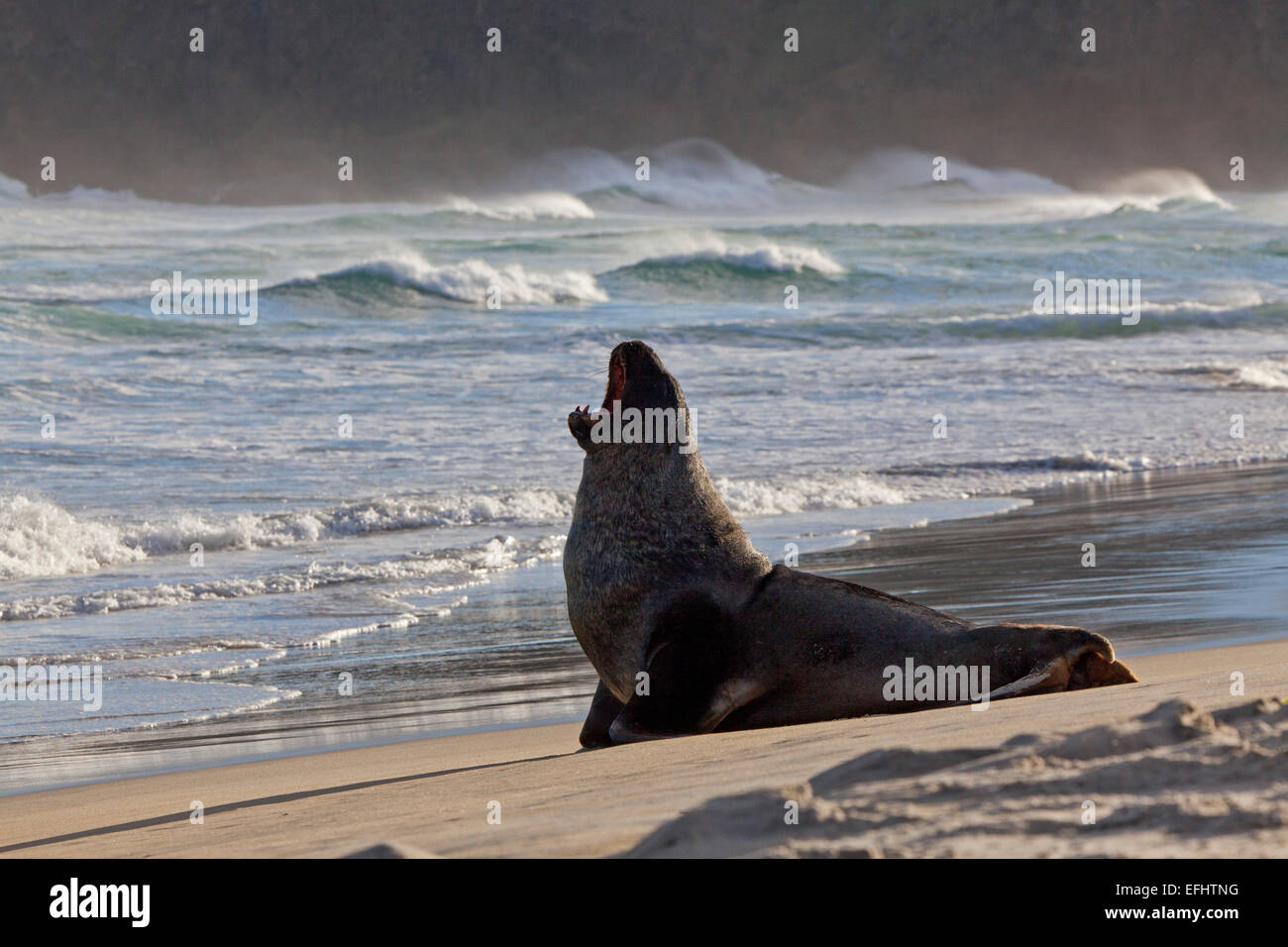 New Zealand Seelöwen am Strand, Phocarctos Hookeri, Otago Peninsula, Otago, Südinsel, Neuseeland Stockfoto