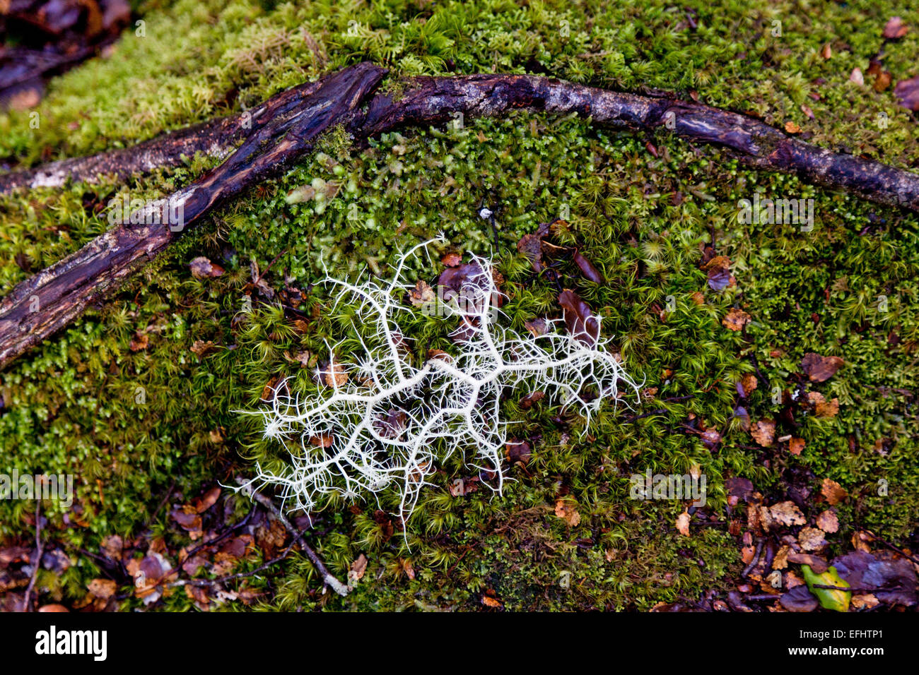 Weiße Flechten auf ein Moos bedeckten Waldboden, Südinsel, Neuseeland Stockfoto