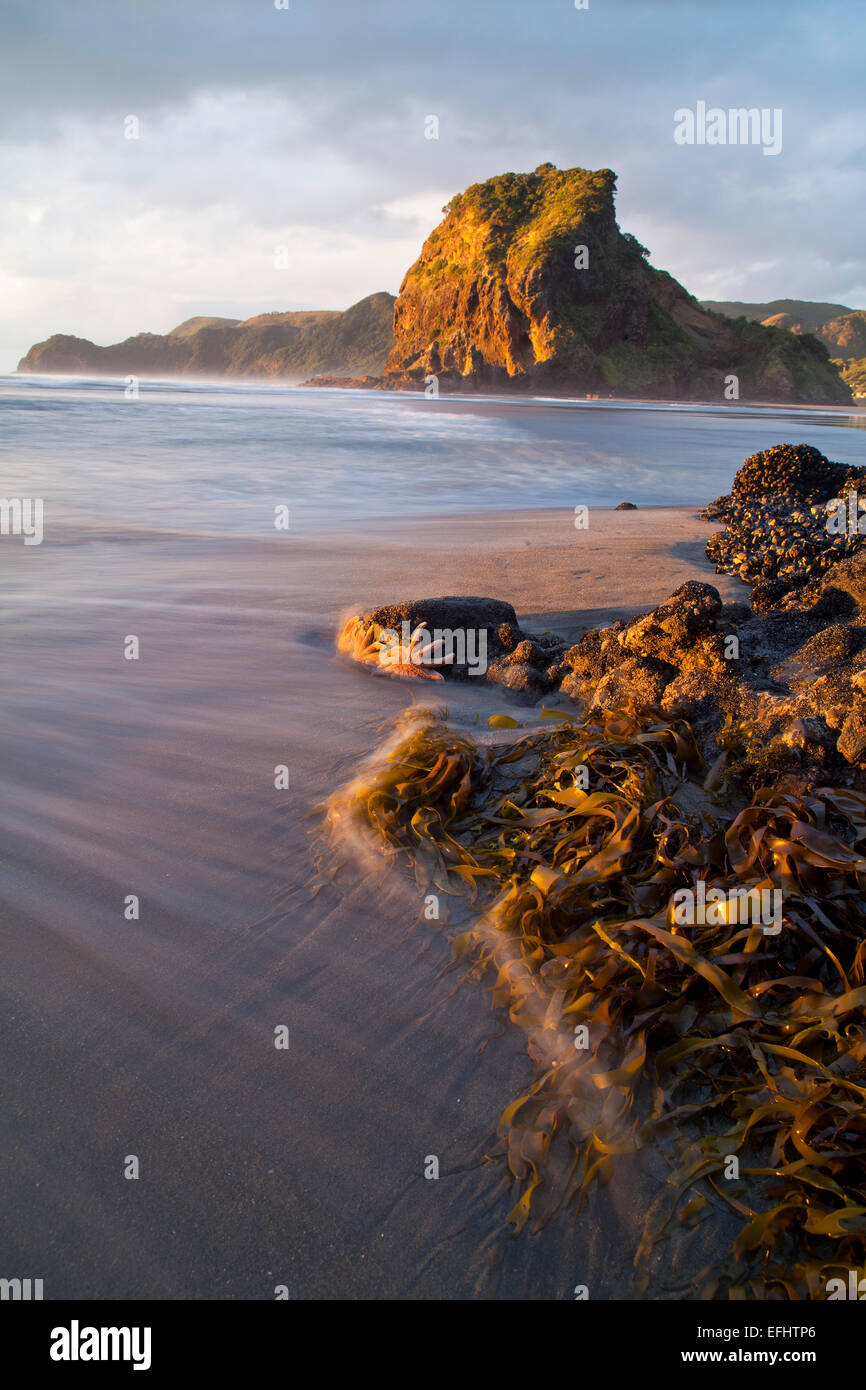 Felsige Ufer mit Starfisch, Muscheln und Algen im Abendlicht, Lion Rock, Piha Beach, North Island, Neuseeland Stockfoto