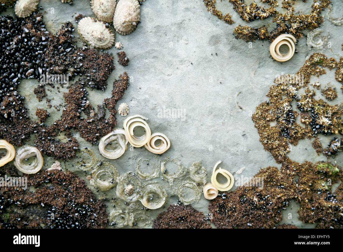 Leben im Meer, Würmer Muscheln Rohr in einer Küstenstadt, Südinsel, Neuseeland Stockfoto
