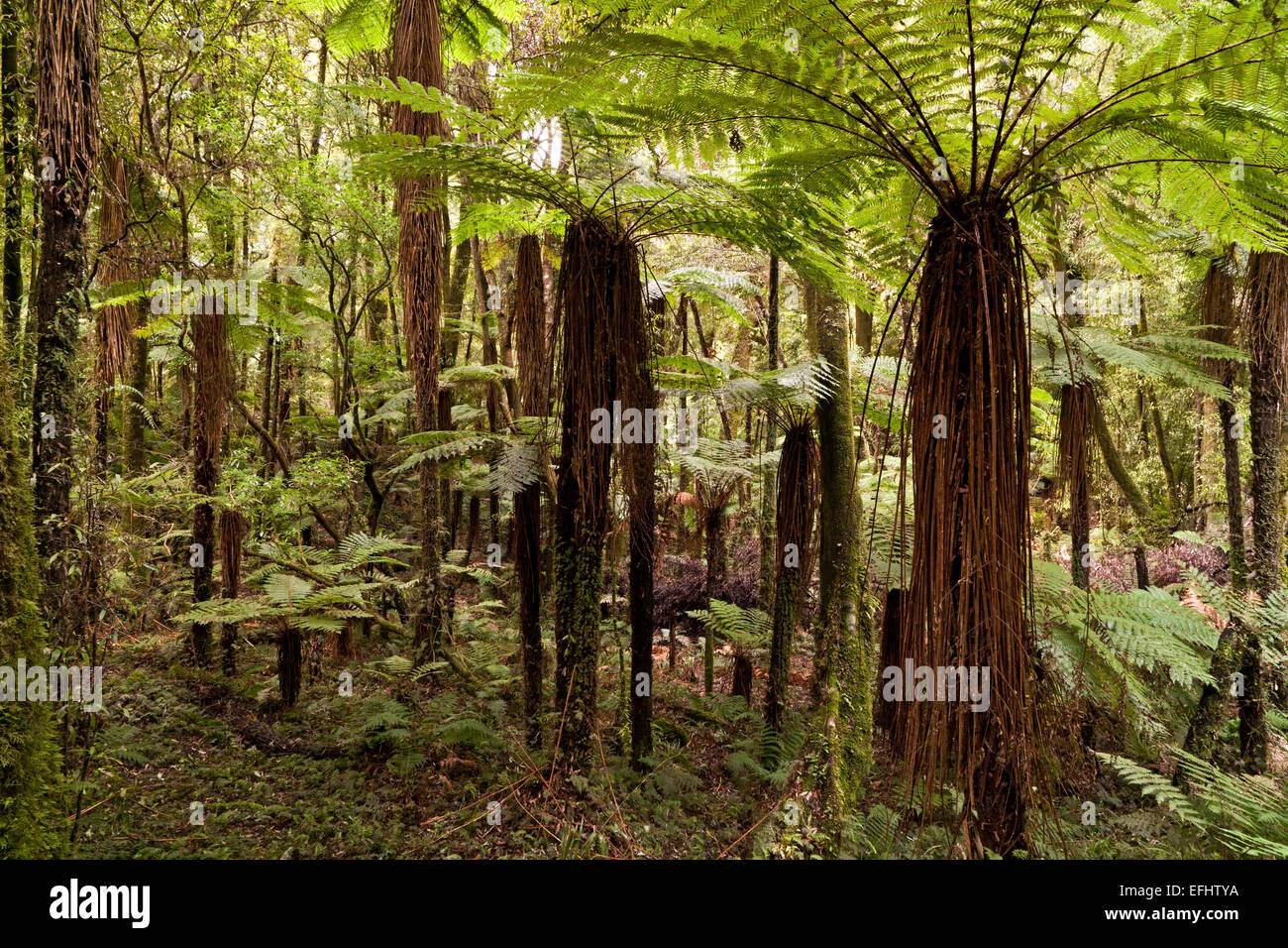 Grüne Überdachung von Baumfarnen und Farn Wedel im Whirinaki Forest, North Island, Neuseeland Stockfoto