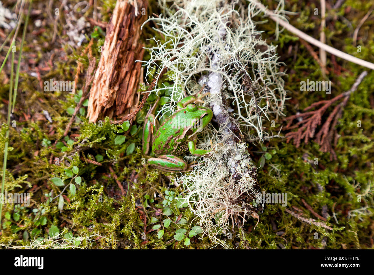 Quaken Grasfrosch auf dem Waldboden neben weißen Flechten, Moos, Whirinaki Forest, North Island, Neuseeland Stockfoto