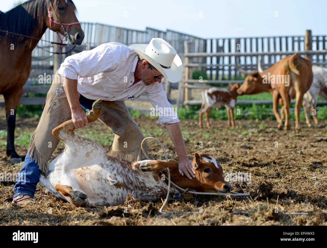 Cowboy und Vieh, La Reata Ranch, Saskatchewan, Kanada. Stockfoto