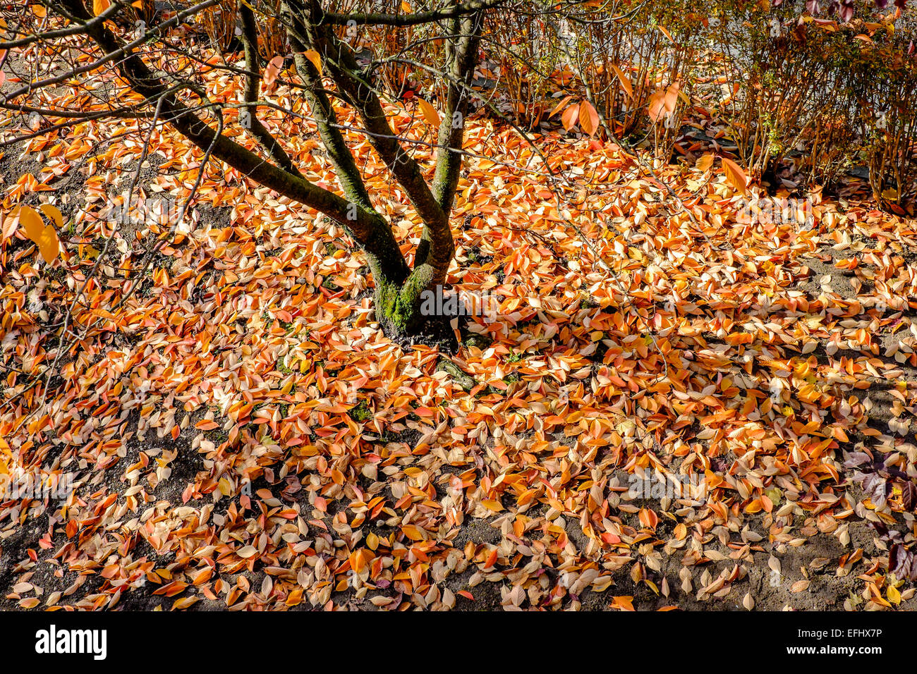 Tote Blätter von Prunus Sargentii Baum im Herbst das Elsass Frankreich Europa Stockfoto