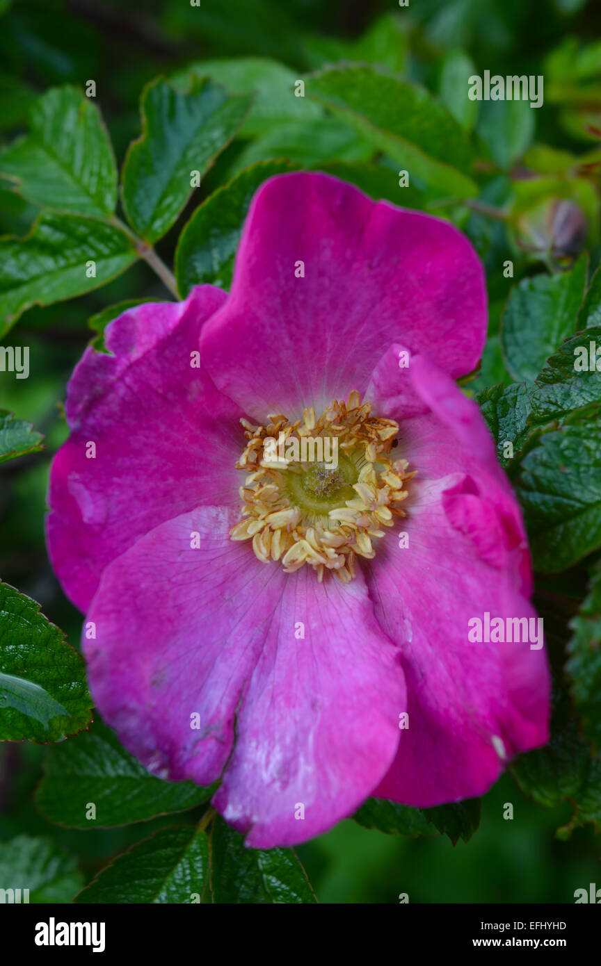 Nahaufnahme einer wilden Rosa Kordesii Blume (gebräuchlicher Name - William Baffin) in eine Hecke wachsen. Stockfoto