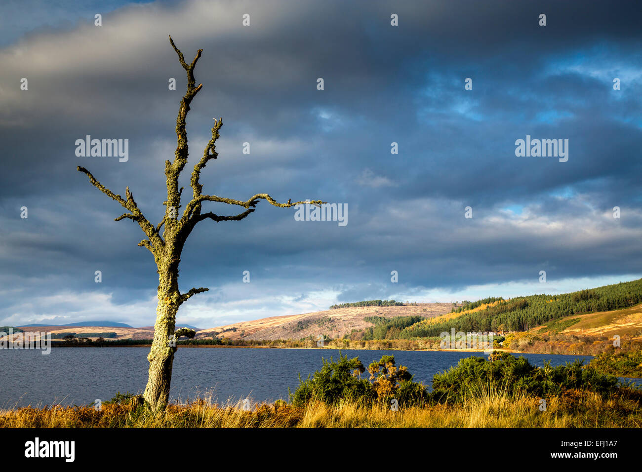 Toter Baum, Loch Brora, Highlands, Schottland Stockfoto