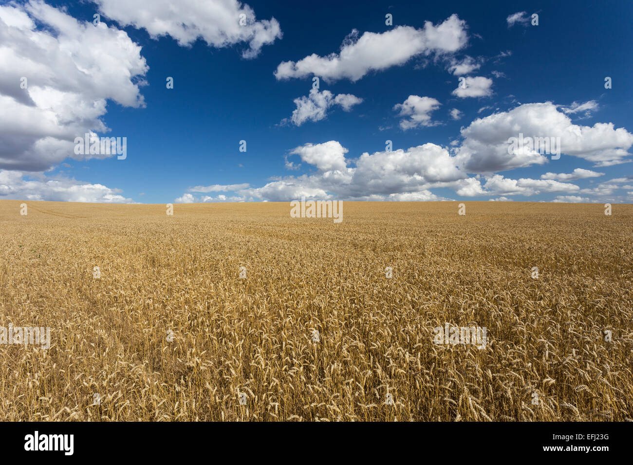 Weizenfeld, Cadwell Bauernhof, Ickleford, Hitchin, Herts, England, Vereinigtes Königreich Stockfoto
