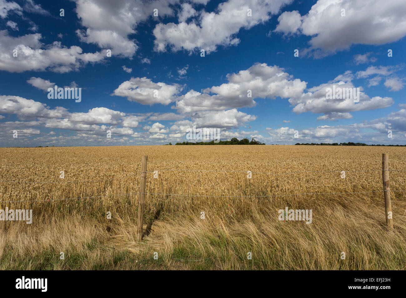 Weizenfeld, Cadwell Bauernhof, Ickleford, Hitchin, Herts, England, Vereinigtes Königreich Stockfoto