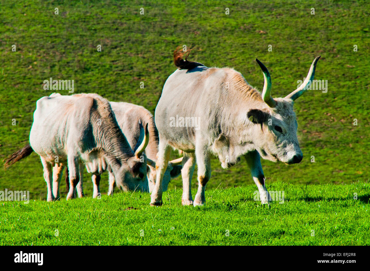 Landwirtschaft Tier blaue Bull Landschaft paar Milchfarm inländische Essen äußere Familie Rinderfarm Landwirtschaft Ackerland Stockfoto