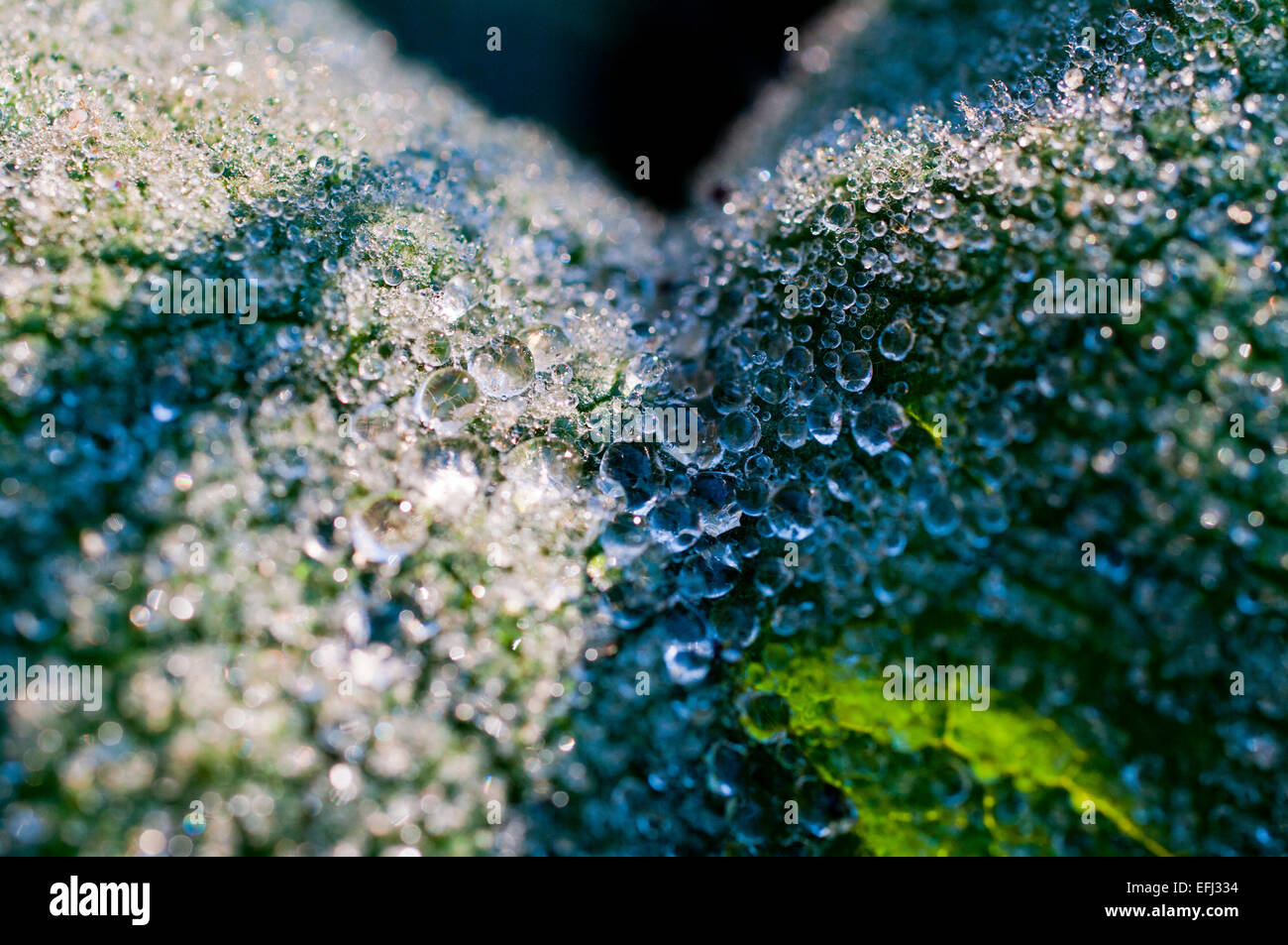 abstrakten Hintergrund schöne Klima close-Close-ups kalte Tropfen Flora frisch frische Frost gefrorenen Tropfen Garten Grasgrün Stockfoto