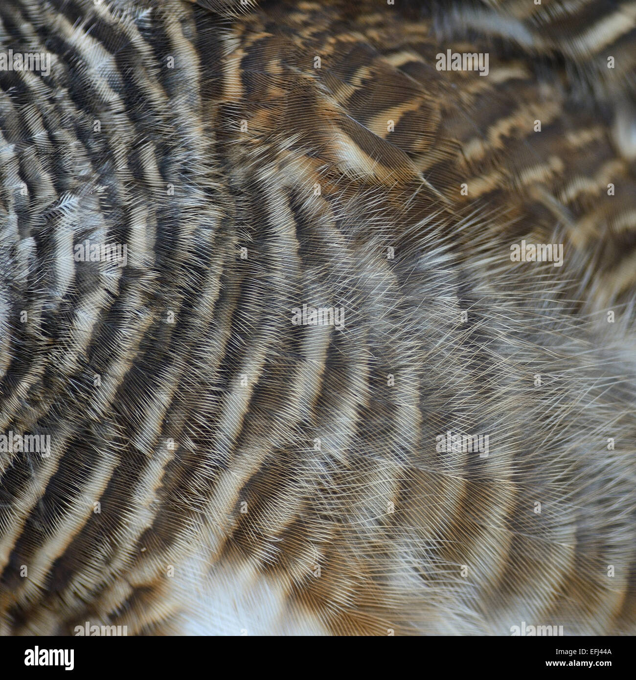 Closeup asiatischen verjährt Owlet Federn Stockfoto