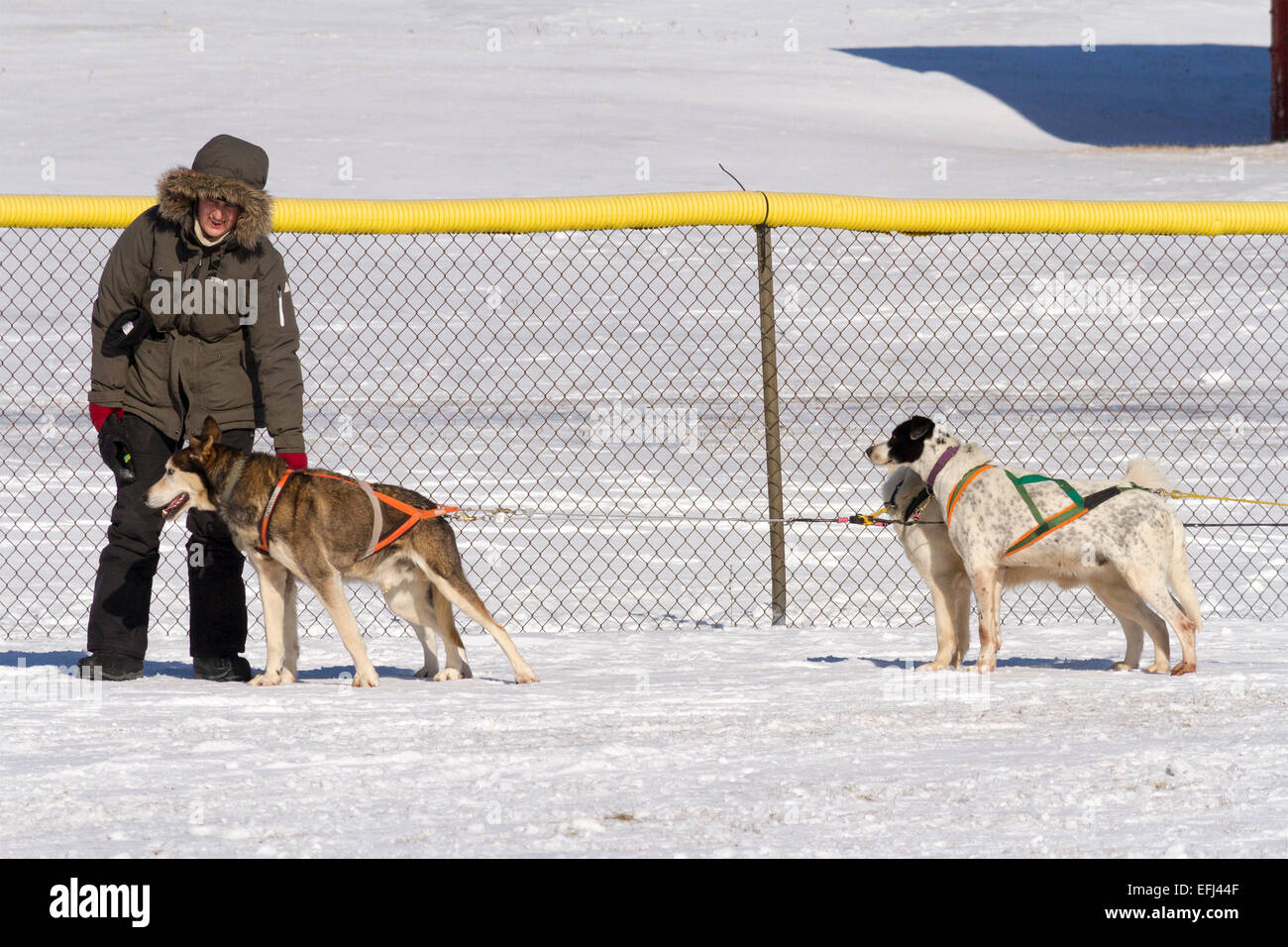 Musher hält an der Hundeleine auf einem Hundeschlitten-Fahrt für Kinder am Cannington Hundeschlitten Rennen & winterfest Stockfoto