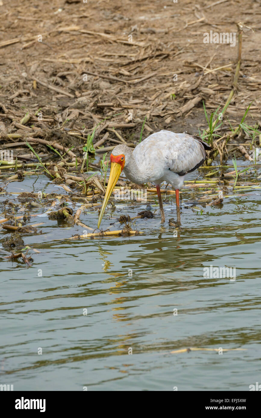 Afrikanische Tierwelt Vögel - ein gelb-billed Storch (Mycteria Ibis) waten, auf der Suche nach Nahrung am Ufer des Lake Edward, Uganda. Stockfoto
