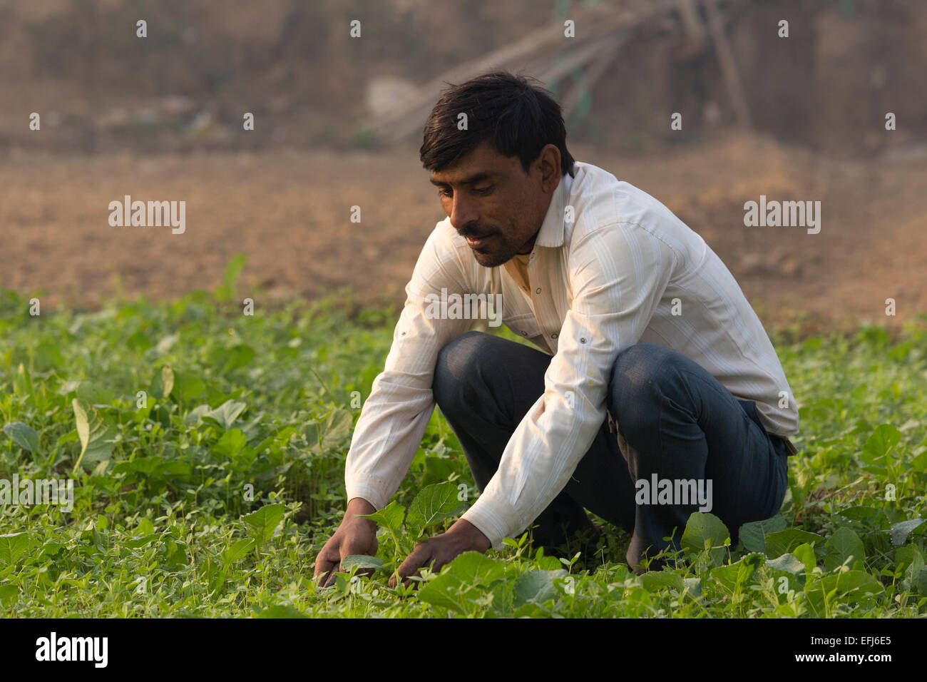 Indien, Agra, Uttar Pradesh Bauer sein Getreide schneiden Stockfoto