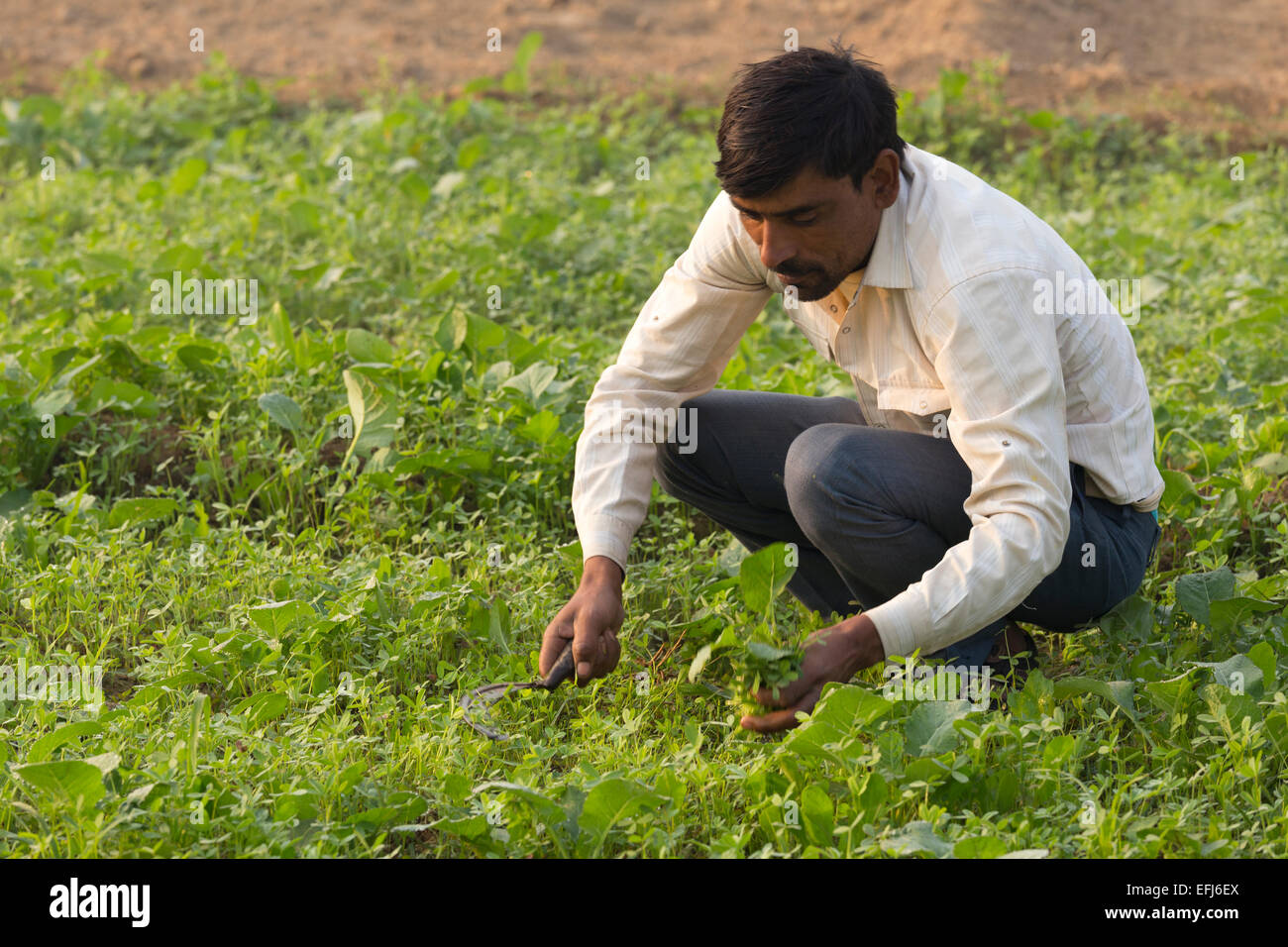 Indien, Agra, Uttar Pradesh Bauer sein Getreide schneiden Stockfoto