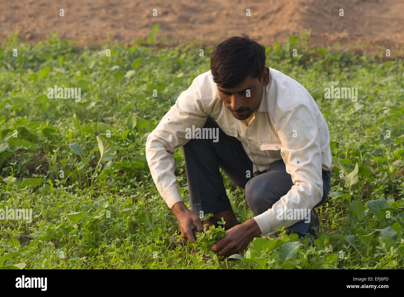 Indien, Agra, Uttar Pradesh Bauer sein Getreide schneiden Stockfoto