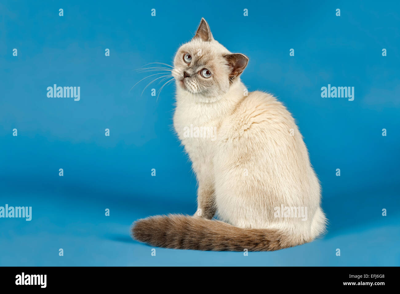 Britisch Kurzhaar Katze, 2 Jahre, Farbe Lilac Point Stockfoto