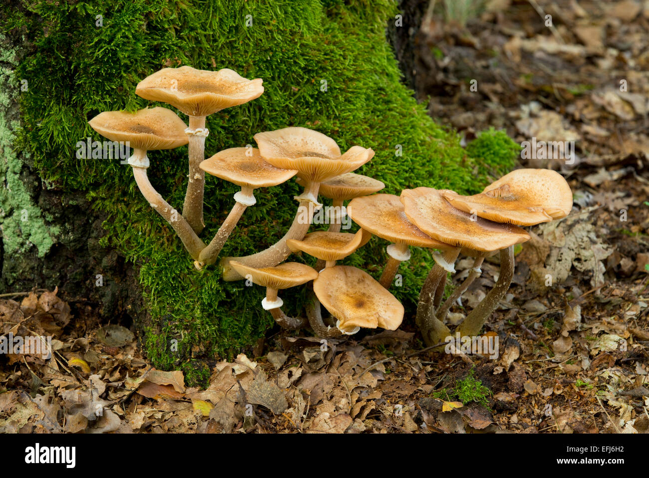 Gigantischer Pilz (Armillaria Ostoyae), Niedersachsen, Deutschland Stockfoto