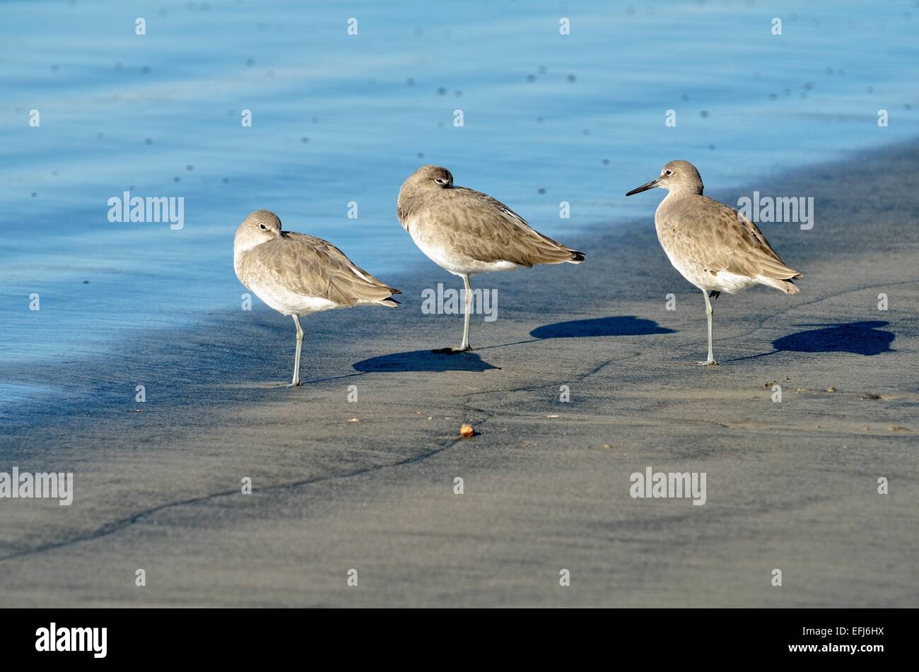 Willets (Catoptrophorus Semipalmatus) in der Gezeitenzone, Oceanside, in der Nähe von San Diego, California, Vereinigte Staaten von Amerika Stockfoto