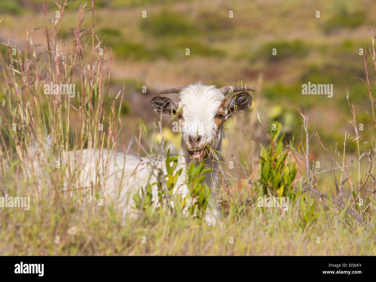 Ziege (Capra) Fütterung auf Rasen, Tall grass, La Palma, Kanarische Inseln, Spanien Stockfoto