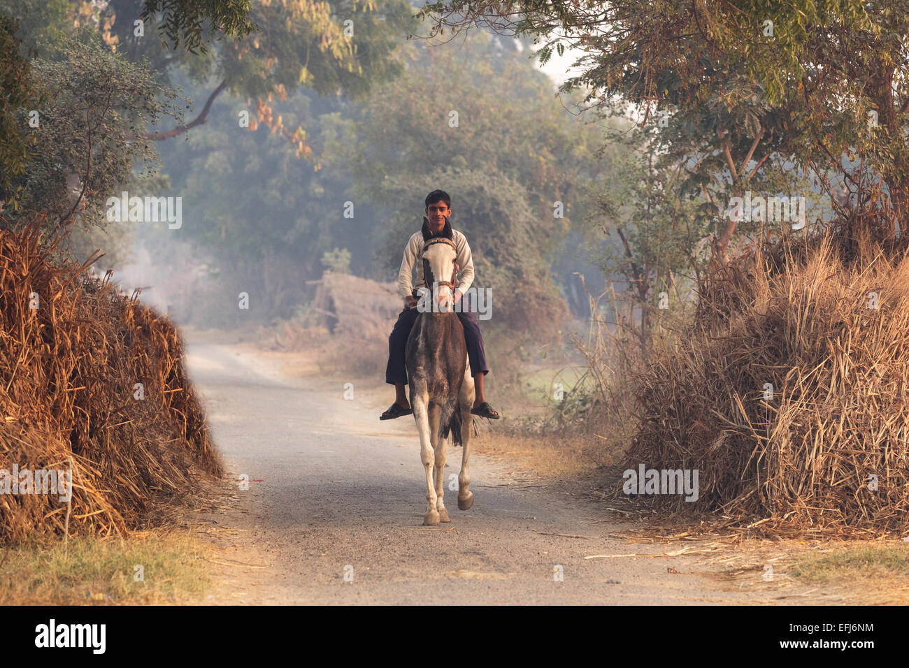Indien, Agra, Uttar Pradesh Dorf junge Mann auf einem Pferd in ländlicher Umgebung Stockfoto