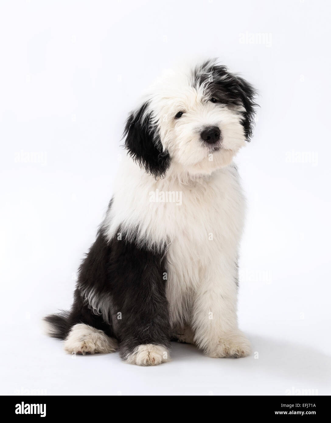 Old English Sheepdog Welpen, 4 Monate Stockfoto