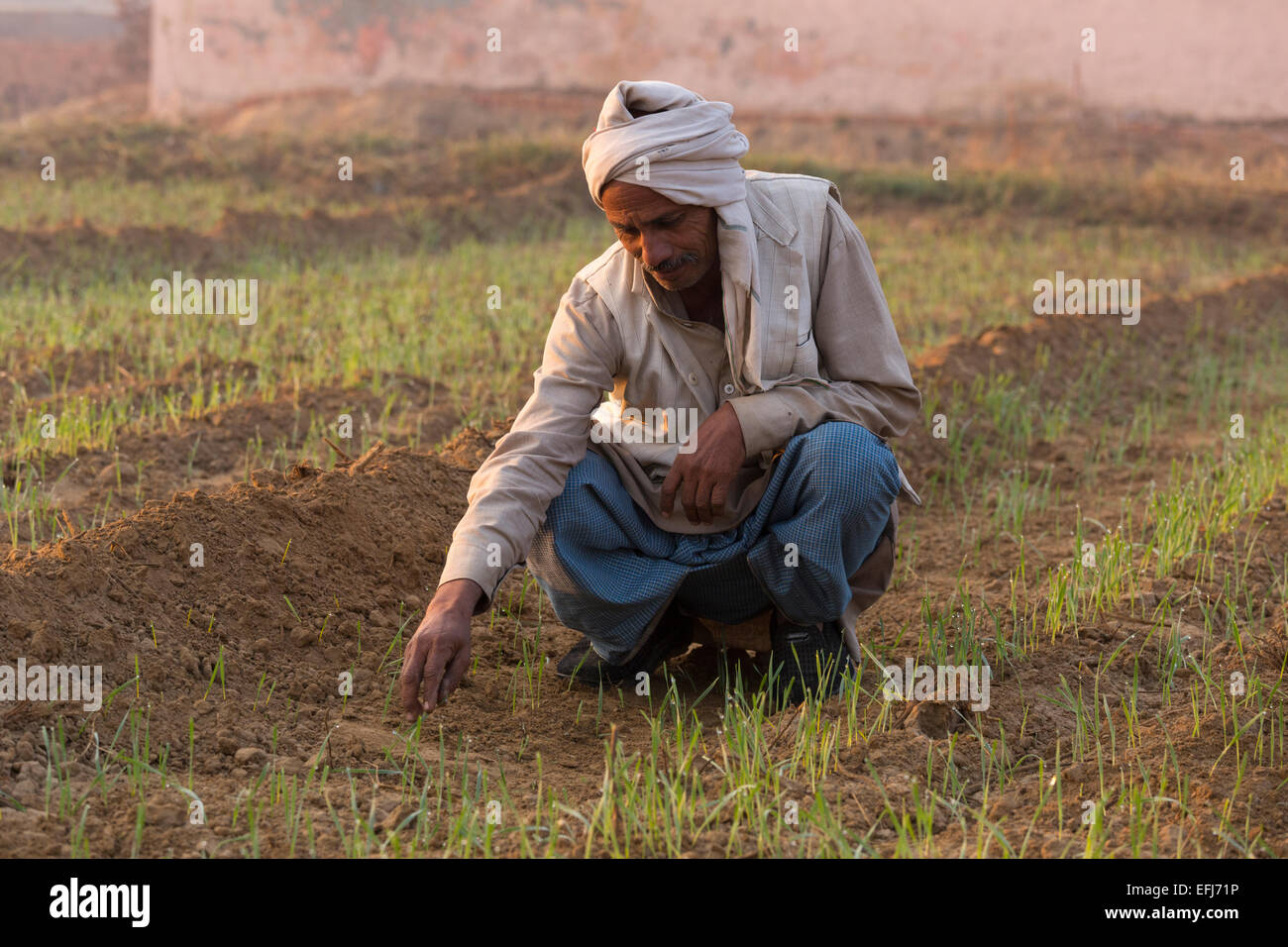 Indien, Agra, Uttar Pradesh Landwirt seine junge Ernte Inspektion Stockfoto