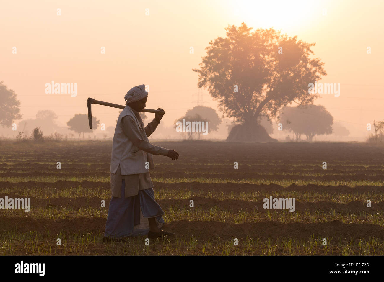 Indien, Uttar Pradesh, Agra, Landwirt zu Fuß zur Arbeit bei Sonnenaufgang Stockfoto