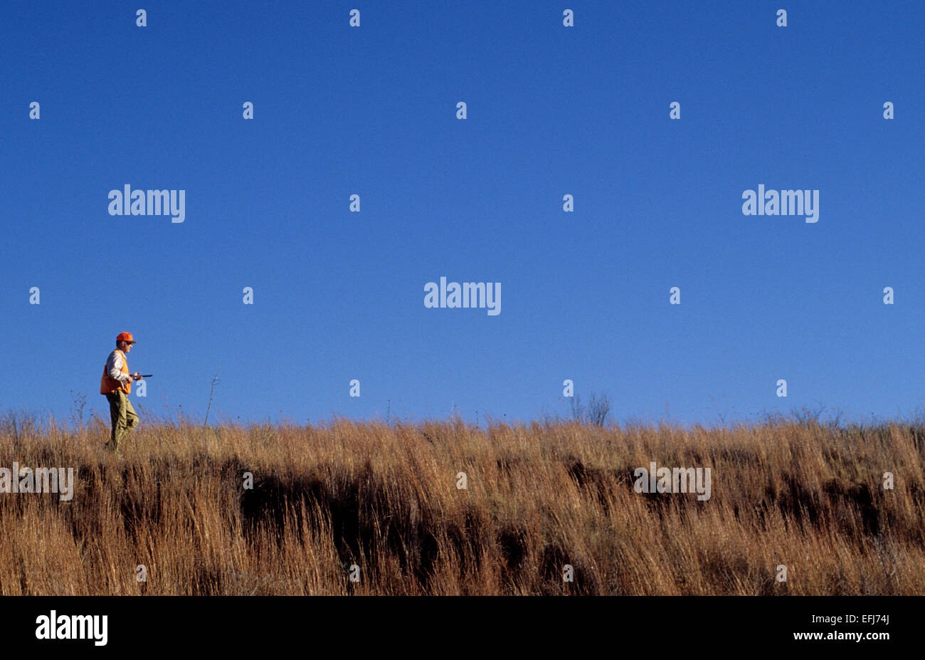 Ein Jäger zu Fuß entlang einem grasbewachsenen Hügel während der Wachtel Jagd in der Nähe von Guthrie Texas Stockfoto