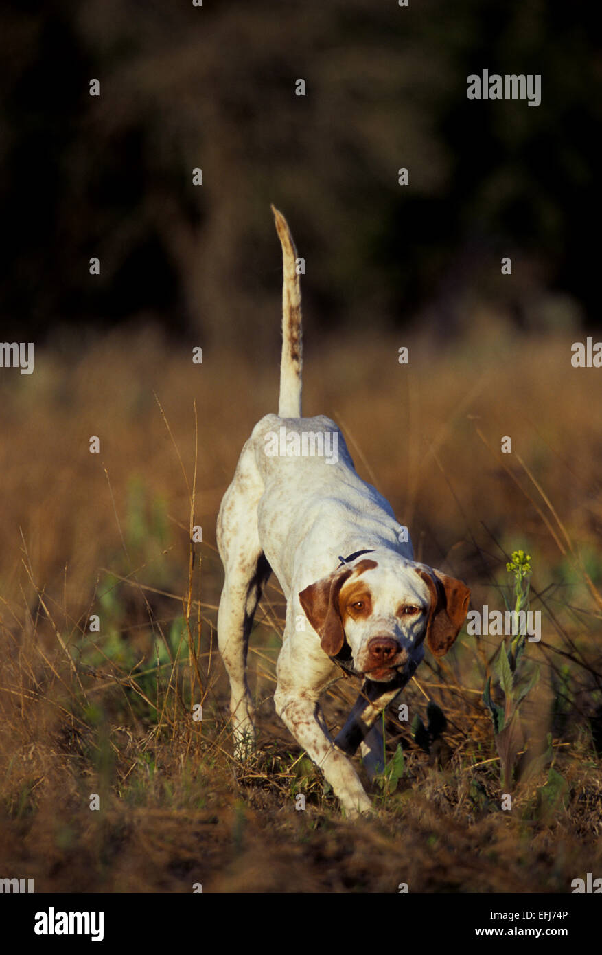 Englischer Pointer Jagdhund zeigen eine Covey von der Wachtel auf einer Jagd in West-Texas Stockfoto