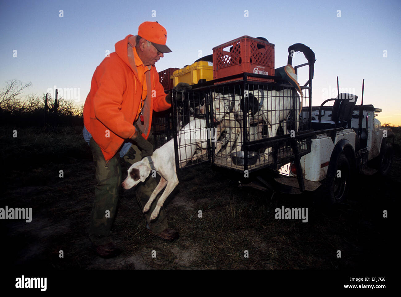 Ein Jäger entlädt seine Hunde von einem LKW beim Wachtel Jagd Südtexas Stockfoto