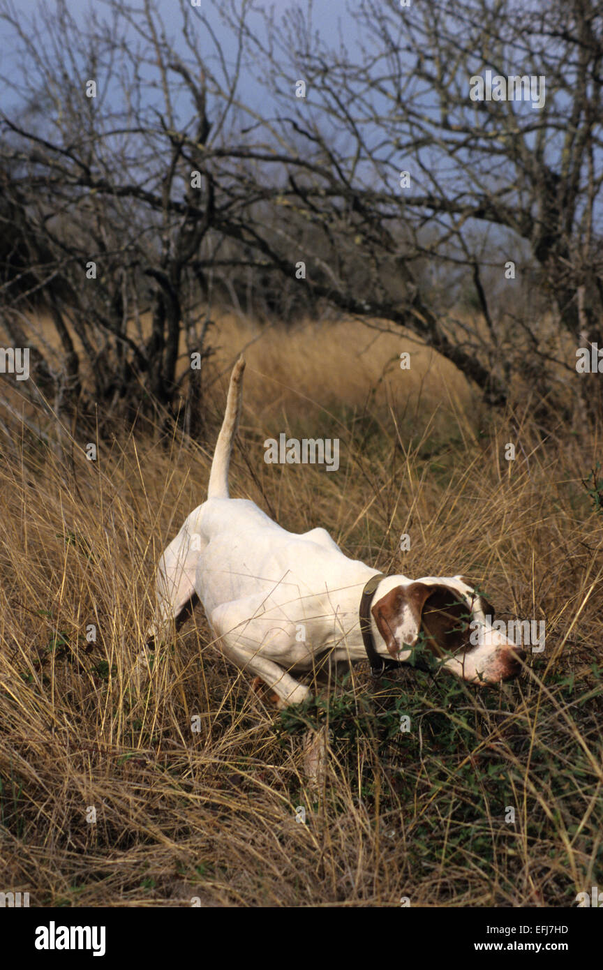 Englischer Pointer Jagdhund zeigen eine Covey von der Wachtel auf einer Jagd in West-Texas Stockfoto