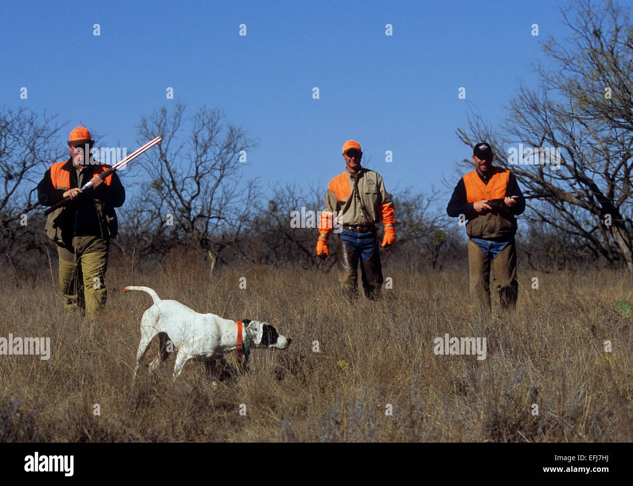 Texas-Wachtel-Jäger nähern einen englischer Pointer Hund zeigt ein Covey von der Wachtel Stockfoto