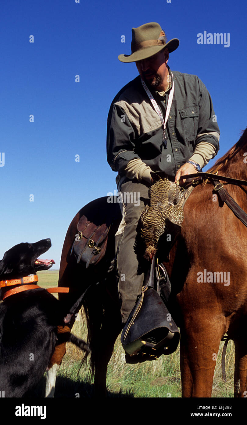 Jäger zu Pferde mit einem Prairie Chicken und seinen Jagdhund Stockfoto