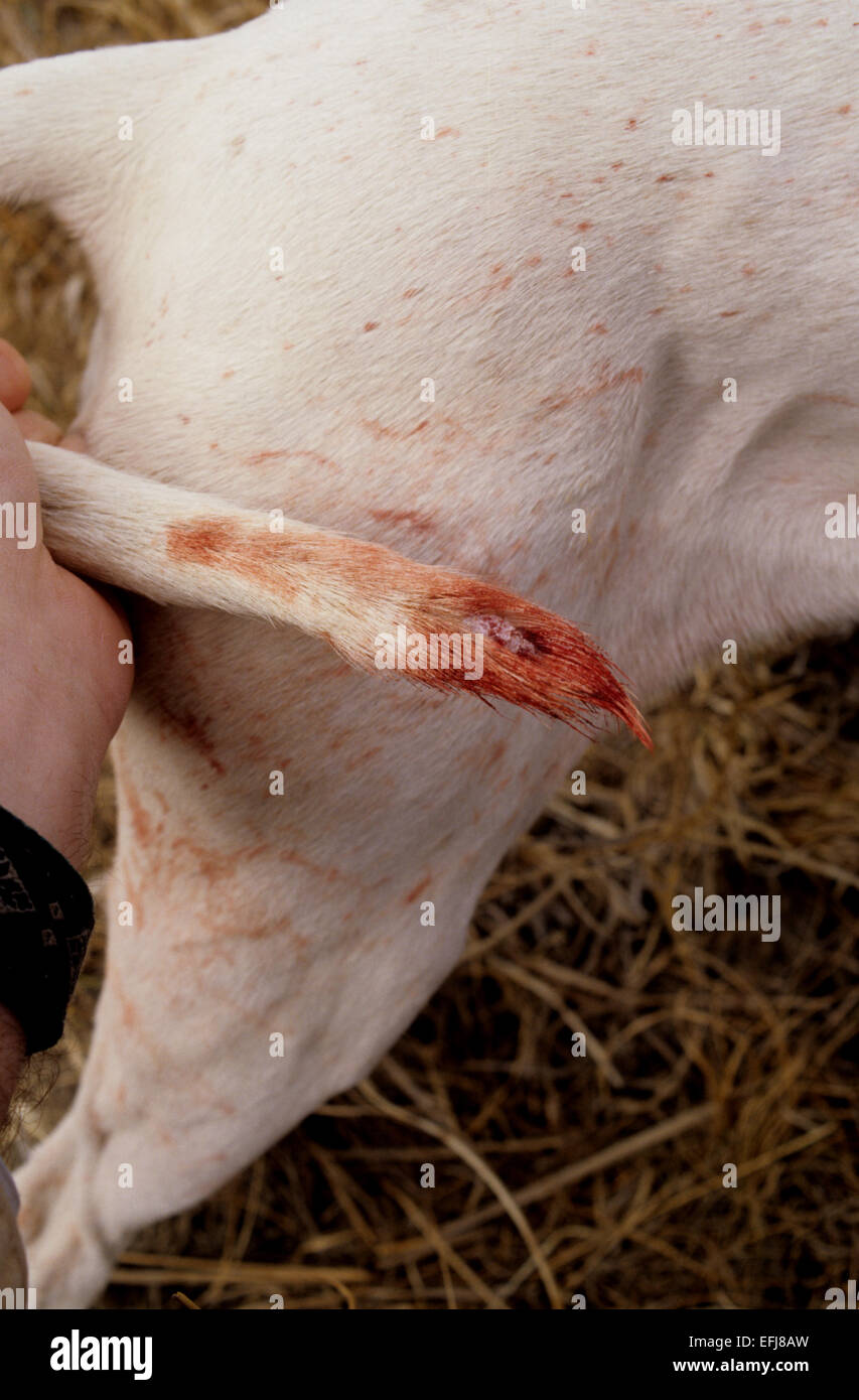 Ein englischer Pointer Hundeschwanz blutigen aus Kakteen und Pinsel während der Wachtel Jagd in der Nähe von Guthrie Texas Stockfoto