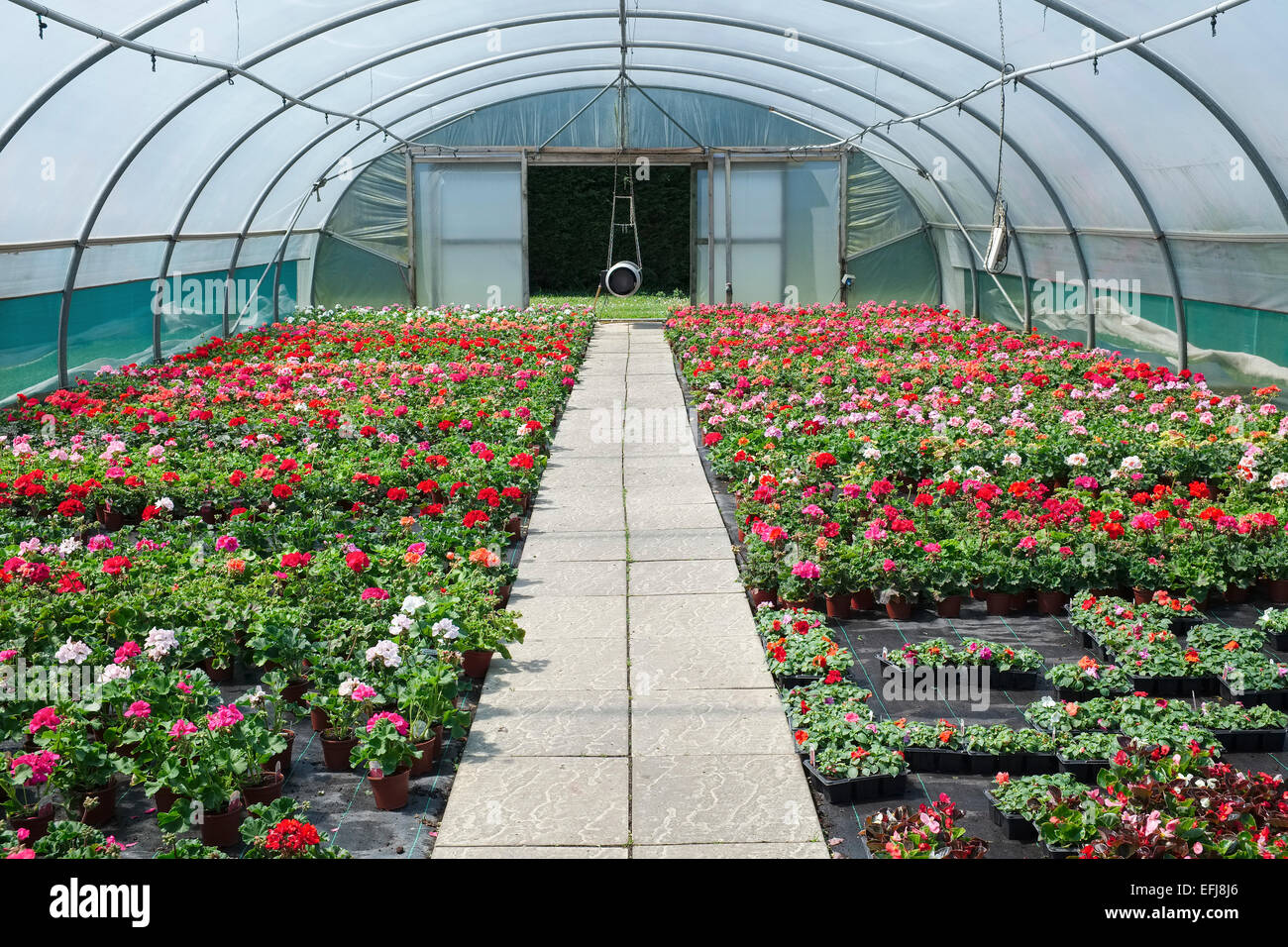 Geranie Jungpflanzen zum Verkauf im Folientunnel UK Gartencenter Stockfoto