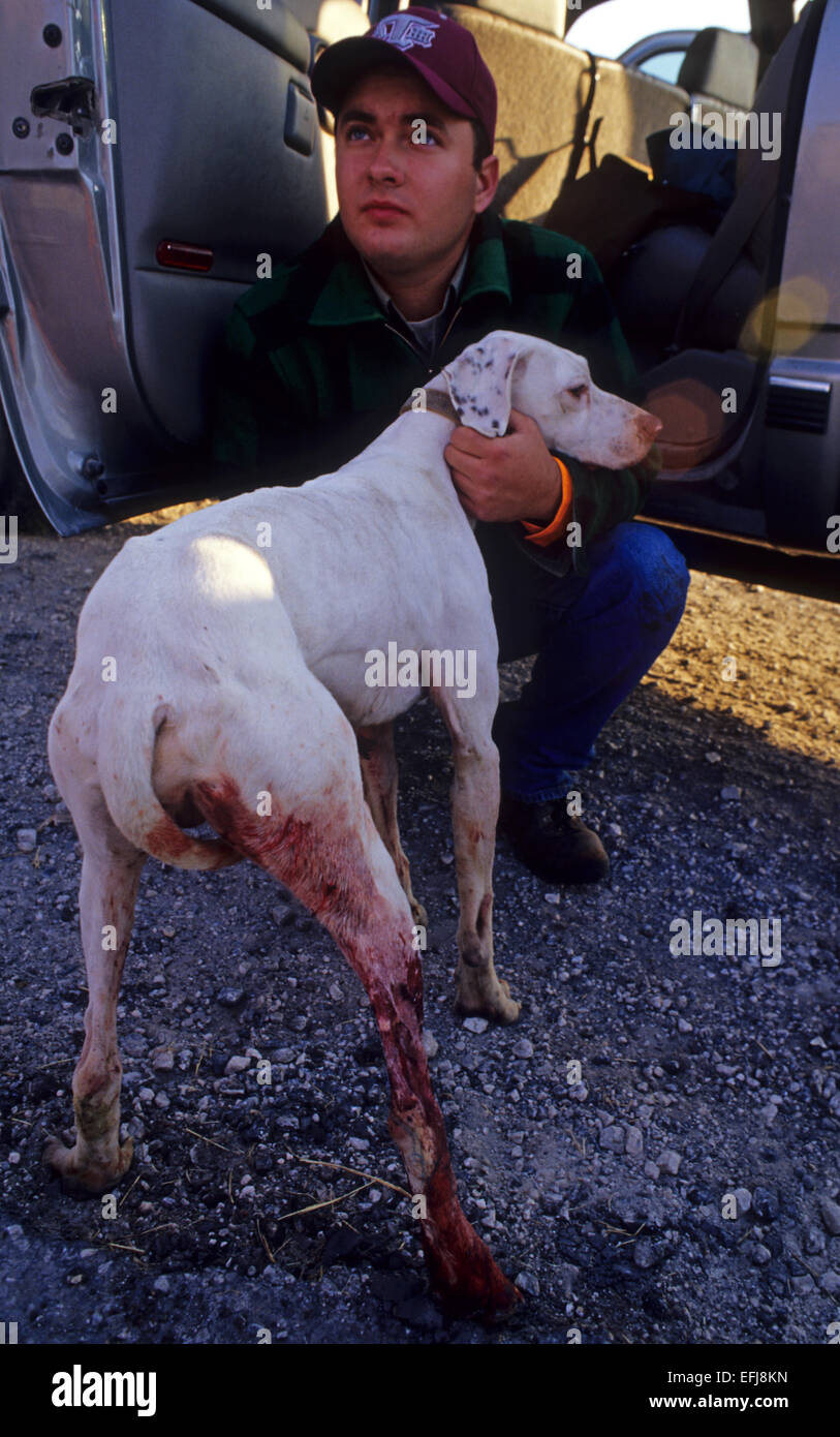 Ein Jäger mit seinem Hund durch ein Javelina während der Wachtel Jagd auf der King Ranch im Süden von Texas verletzt Stockfoto