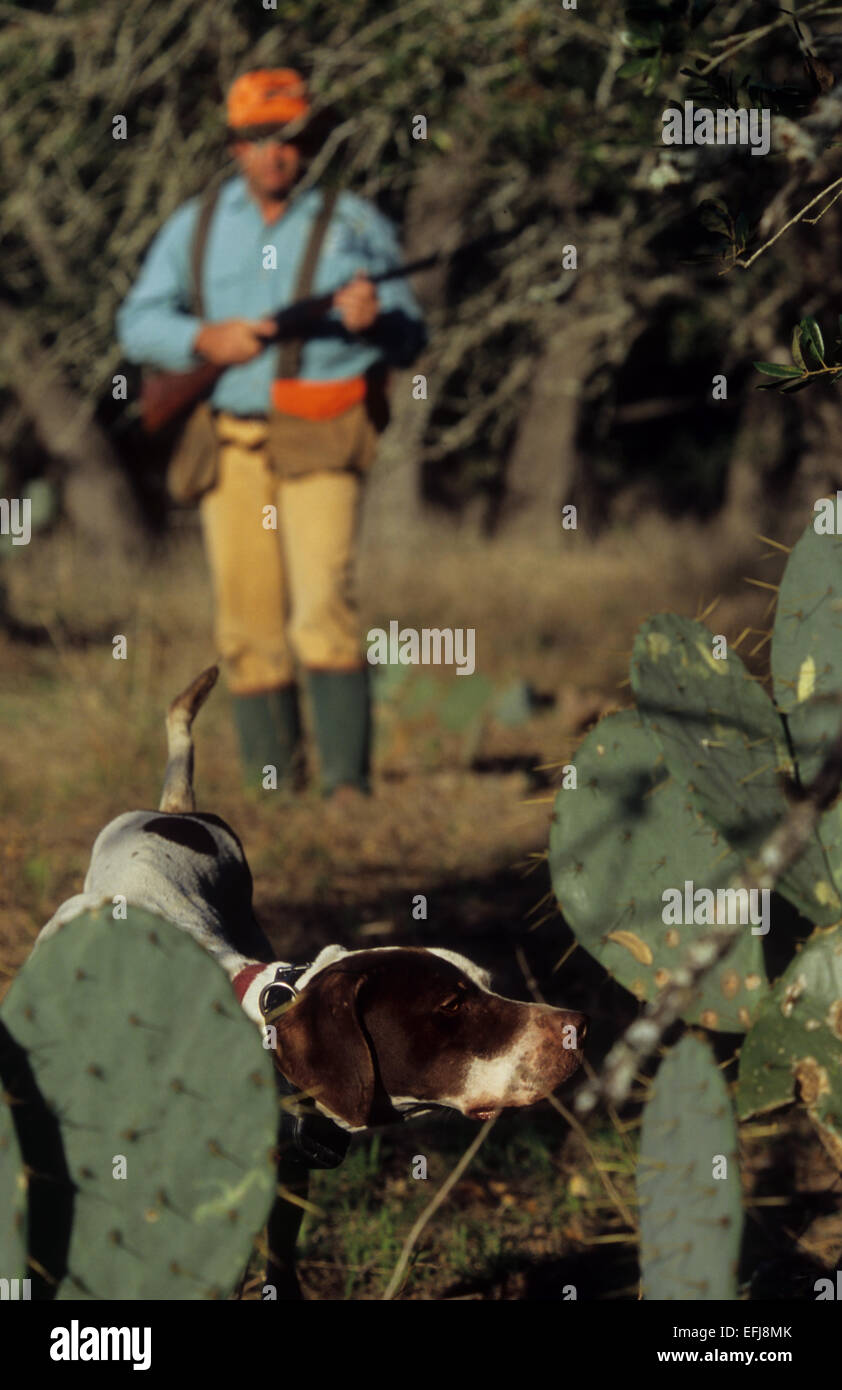 Texas-Wachtel-Jäger nähert sich einen englischer Pointer Hund zeigte eine Covey von der Wachtel in Kaktus Stockfoto