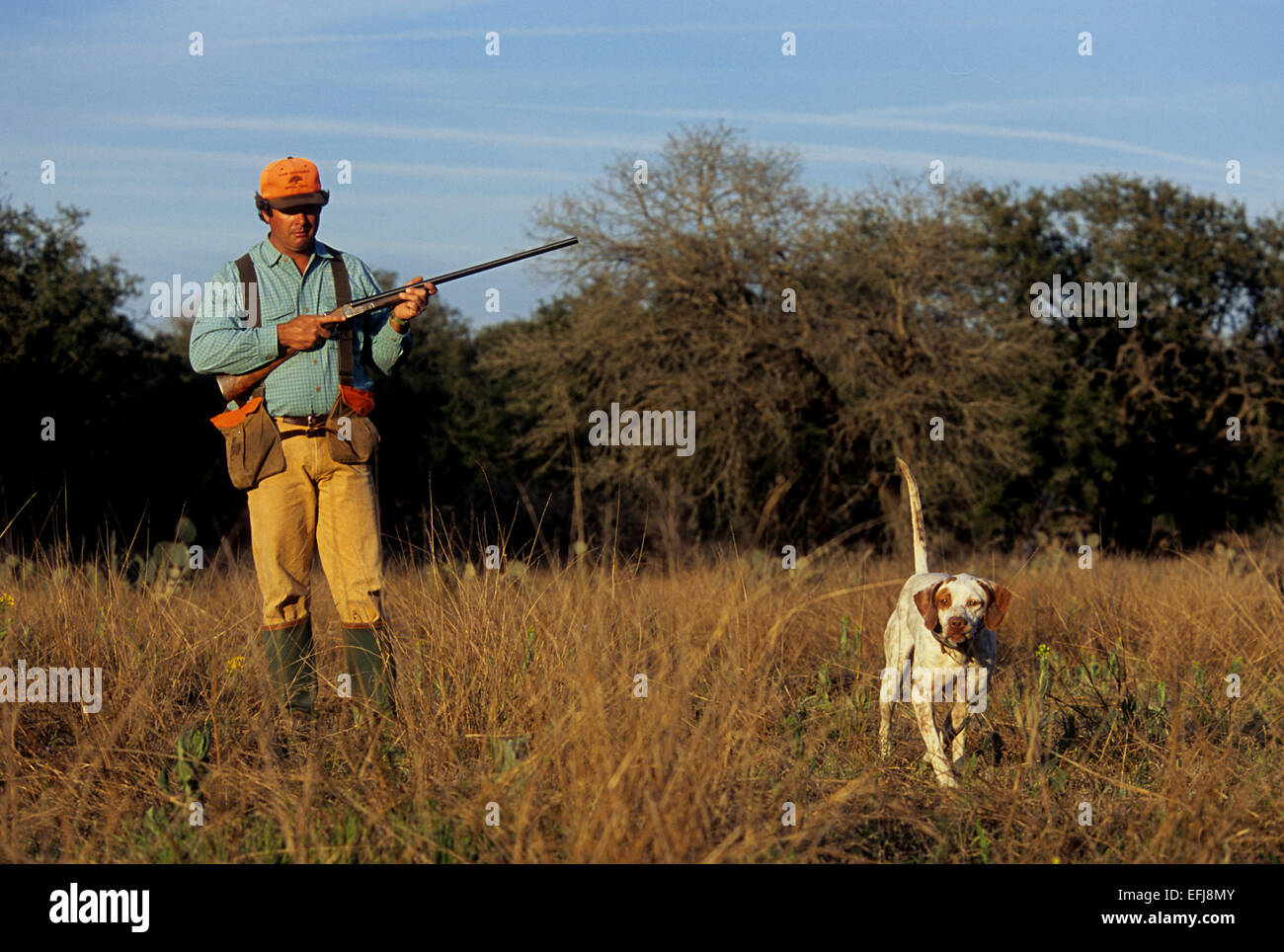 Texas-Wachtel-Jäger nähert sich einen englischer Pointer Hund zeigt ein Covey von der Wachtel Stockfoto