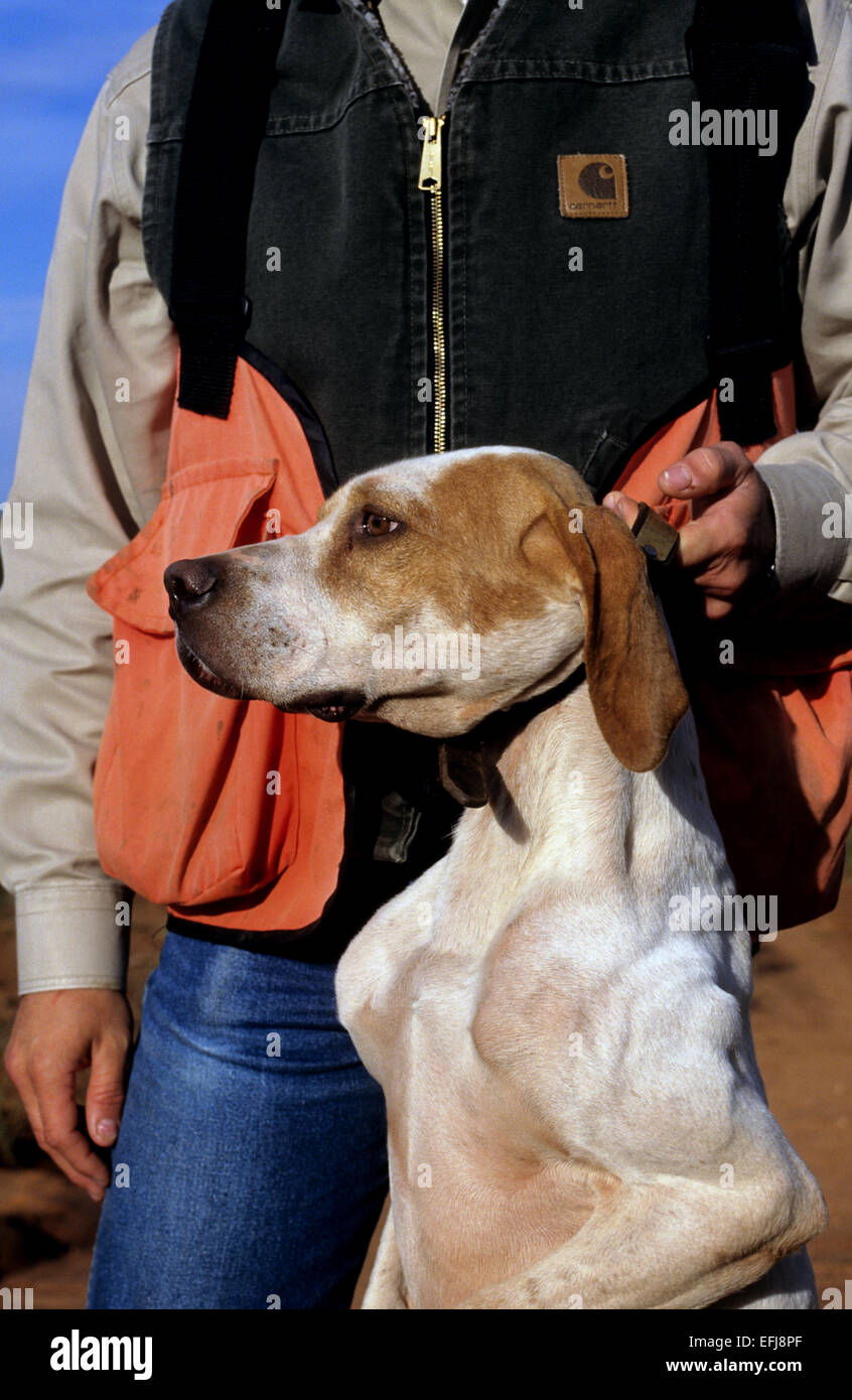 Ein Jäger mit seinem englischen Pointer Hund während der Wachtel Jagd in der Nähe von Guthrie Texas Stockfoto