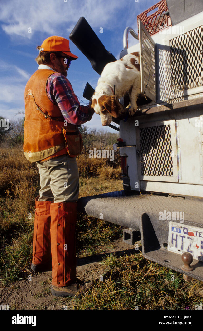 Hunter entladen sein Hund aus einem LKW Zwinger während Wachtel Jagd auf der King Ranch im Süden von Texas Stockfoto