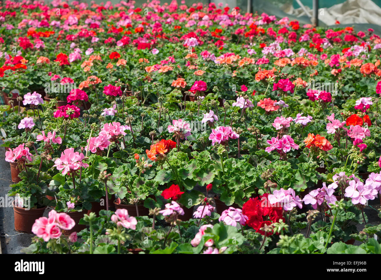 Geranie Jungpflanzen zum Verkauf in UK Gartencenter Stockfoto