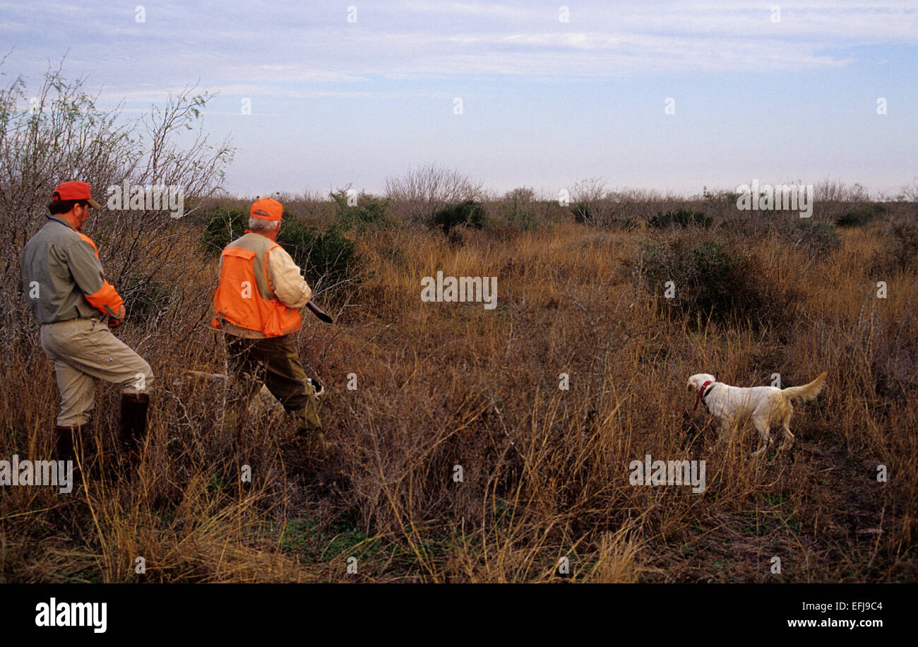 Texas-Wachtel-Jäger nähert sich zwei English Setter Hunde zeigen eine Covey von der Wachtel Stockfoto