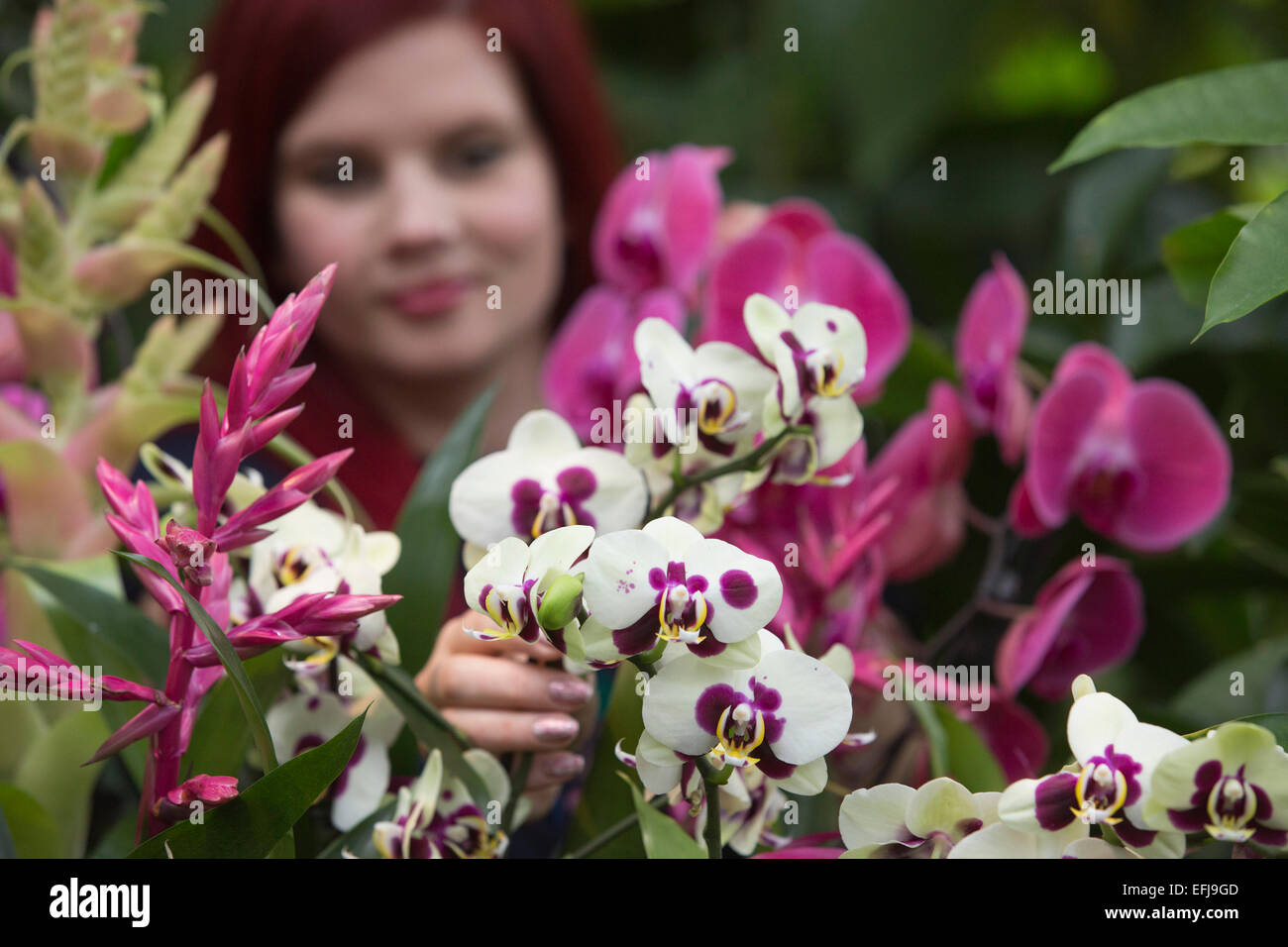 London, UK. 5. Februar 2015. Kew Gardens Gärtner Elisa Biondi bereitet eine Blütenpracht. "Orchideen verführerisch ist das erste Festival auf den Royal Botanic Gardens" Kalender 2015 das Tausende exotische und seltene Blumen in Princess of Wales Conservatory vom 7. Februar bis 8. März 2015 präsentiert. Stockfoto