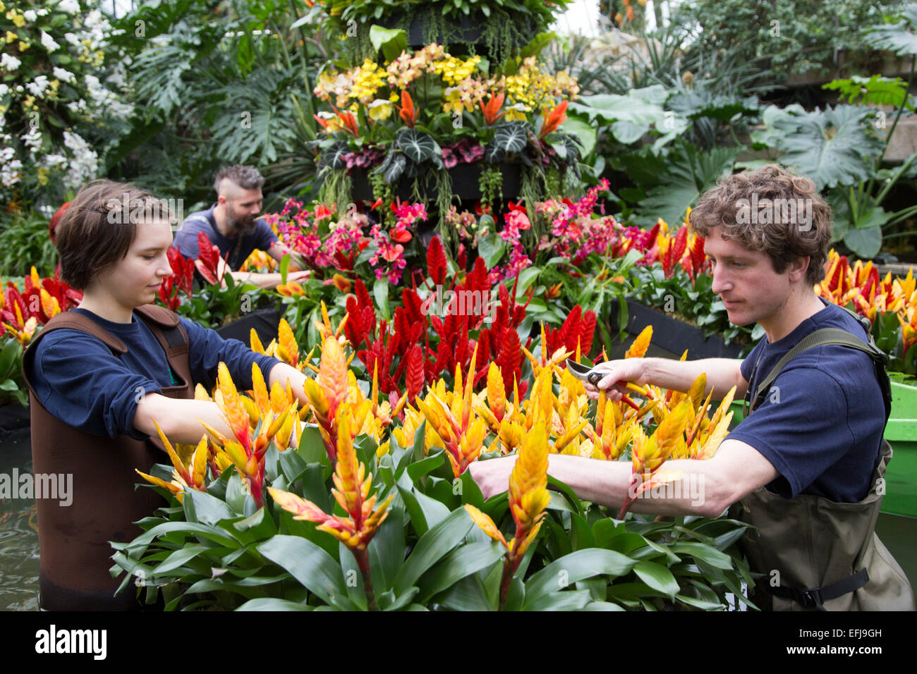 London, UK. 5. Februar 2015. Kew Gardens Gärtner bereiten Blumengestecke  mit Bromelien und Orchideen. "Orchideen verführerisch ist das erste  Festival auf den Royal Botanic Gardens" Kalender 2015 das Tausende  exotische und seltene
